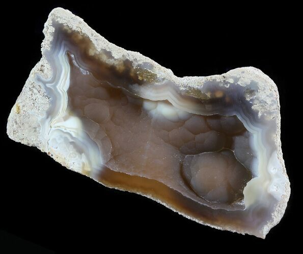 Agatized Fossil Coral Geode - Florida #51187